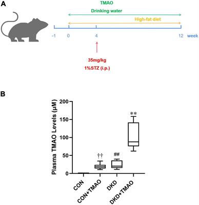 Trimethylamine N-Oxide Exacerbates Renal Inflammation and Fibrosis in Rats With Diabetic Kidney Disease